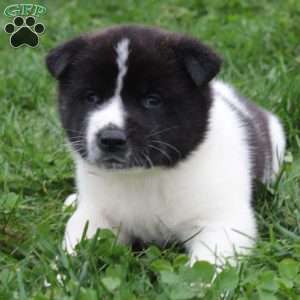 AKC Buddy, Akita Puppy